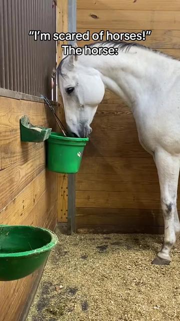 @Horses TikTok