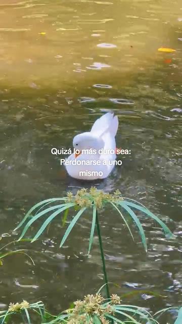 @Pisces