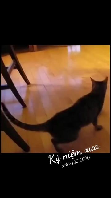 @JBN CATS