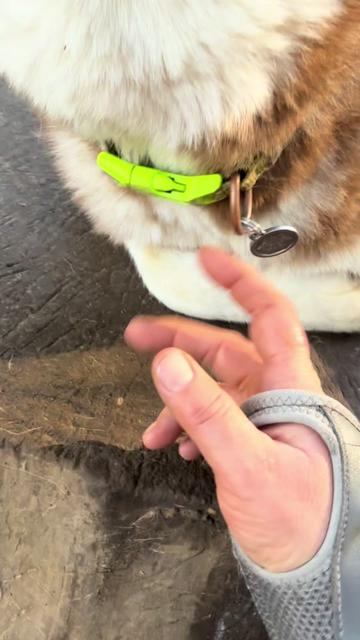 @Derpydogbus