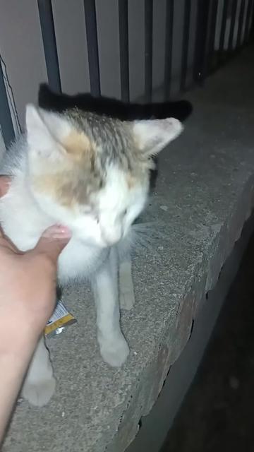 @cats&dogs)