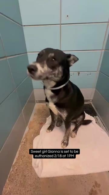 @ꜰᴏꜱᴛᴇʀ.ᴀᴅᴏᴘᴛ.ʀᴇꜱᴄᴜᴇ