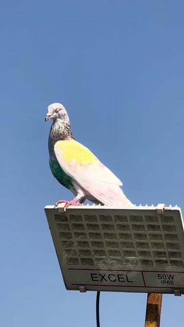 @abubakarmeo09
