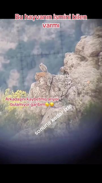 @Kalbim zengindir 😂Bozkurt 😎