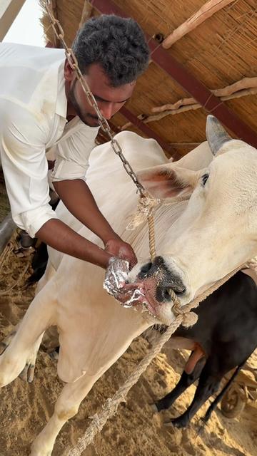 @Karachi Bull lovers
