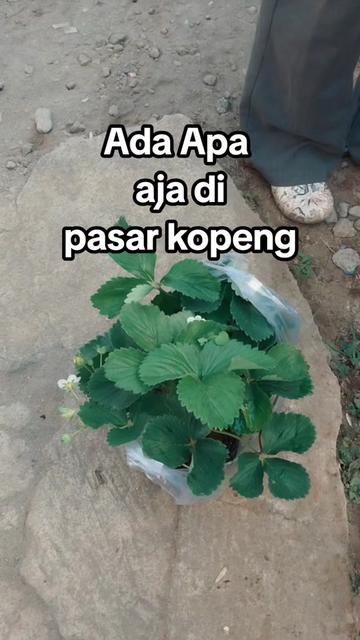 @D&D ToKo Palugada
