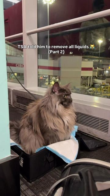 @Mugen the Maine Coon 🇨🇦