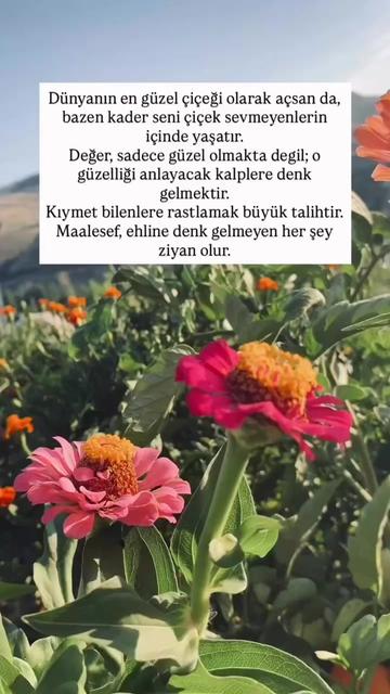 @Toprak Nevalesi