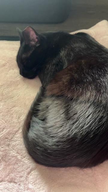 @dutch.vandercat