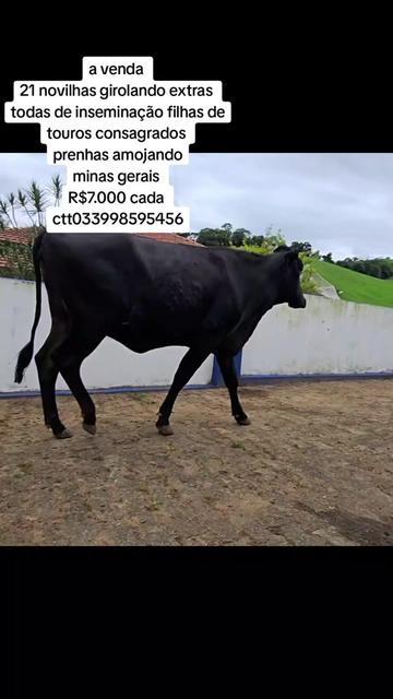 @marketing_do_gado