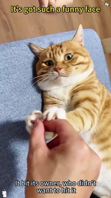 @funnyanimalvideo99