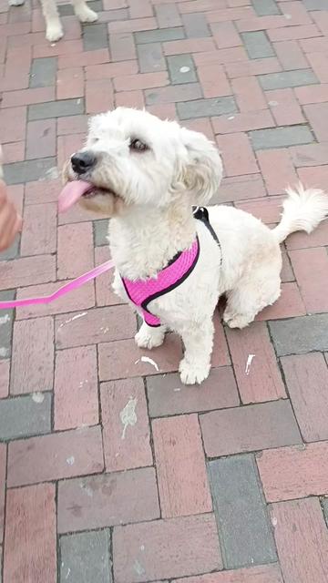 @Doggy Cream