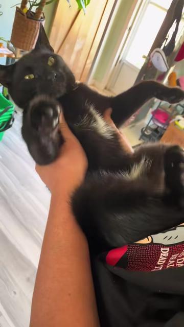@Reznor_the_cat🪽