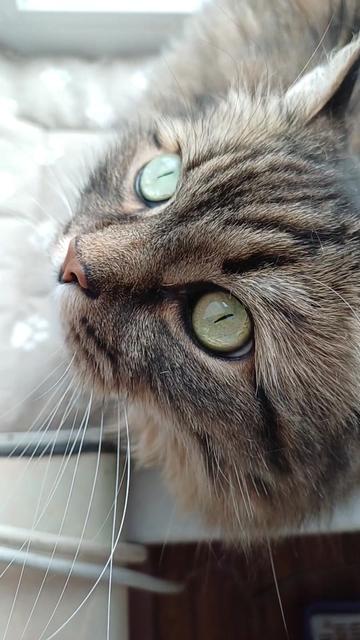 @cat_bayun_