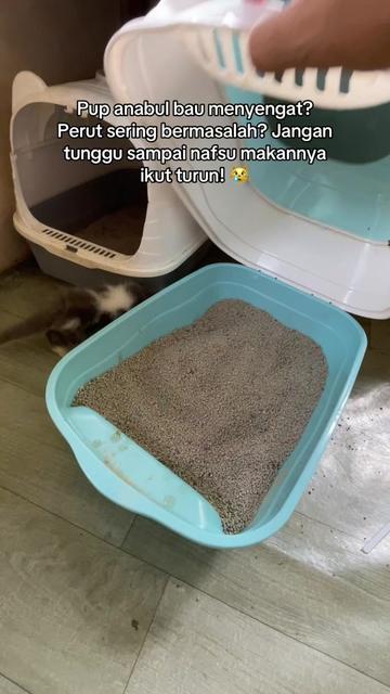 @Kucingmeongmeong
