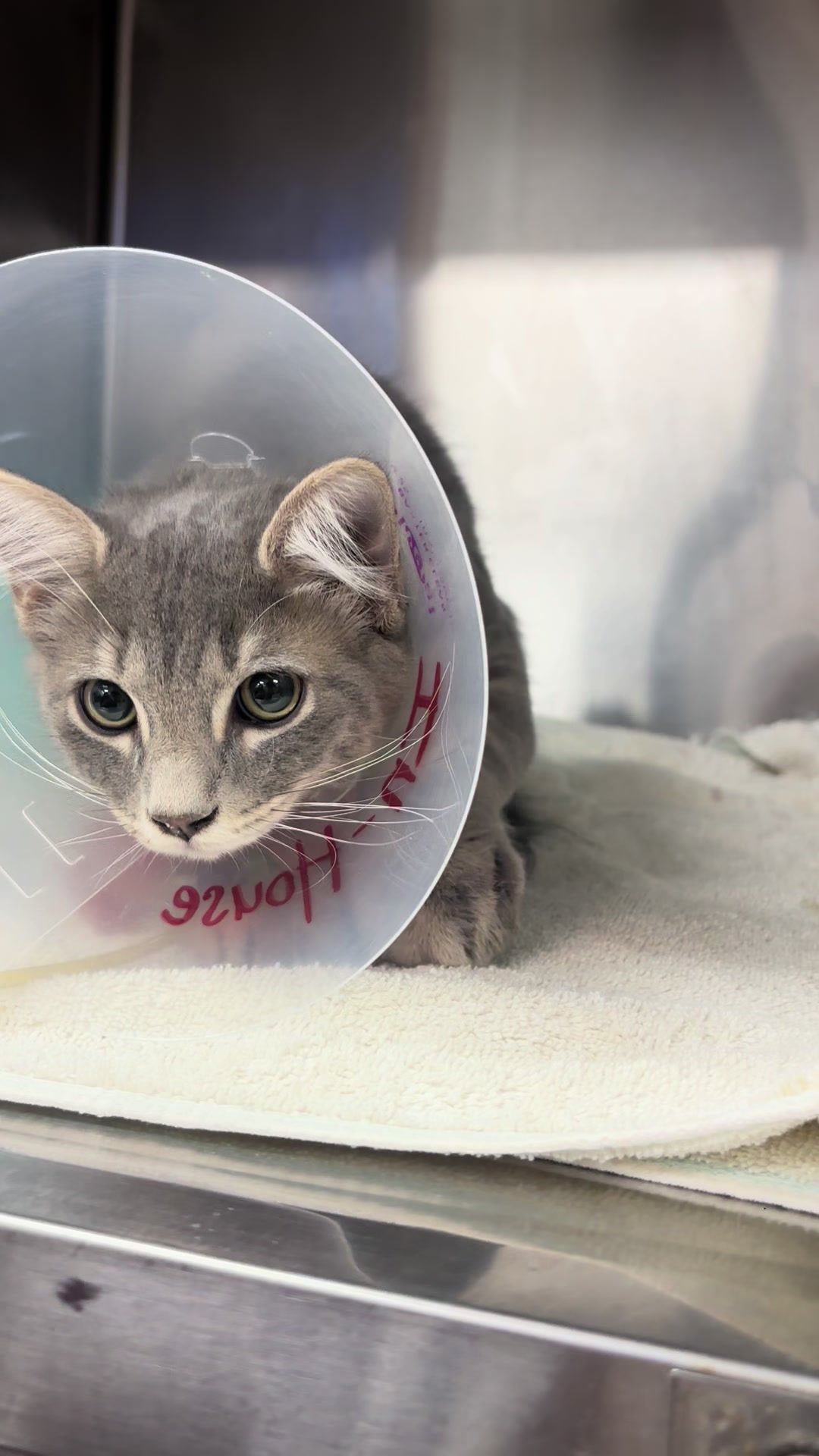 @911vetcare
