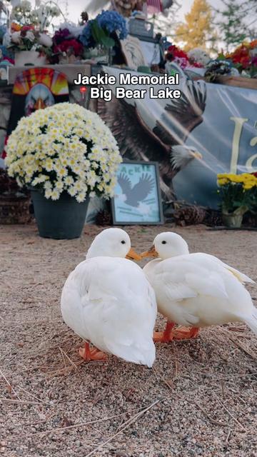 @ducks_in_space🪿🪿💦
