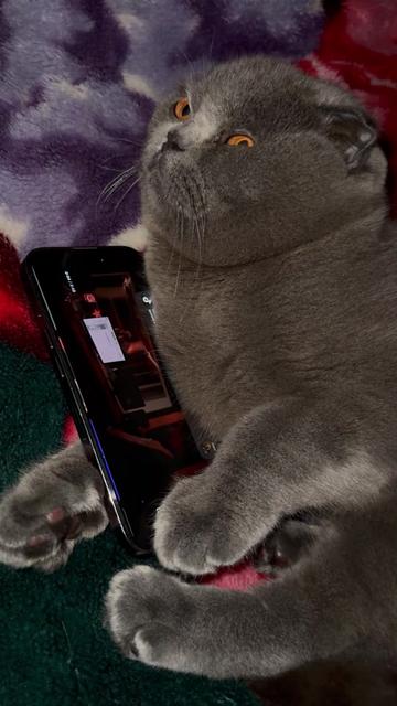 @BOBI🐈⬛