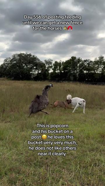 @jesswithallheranimals