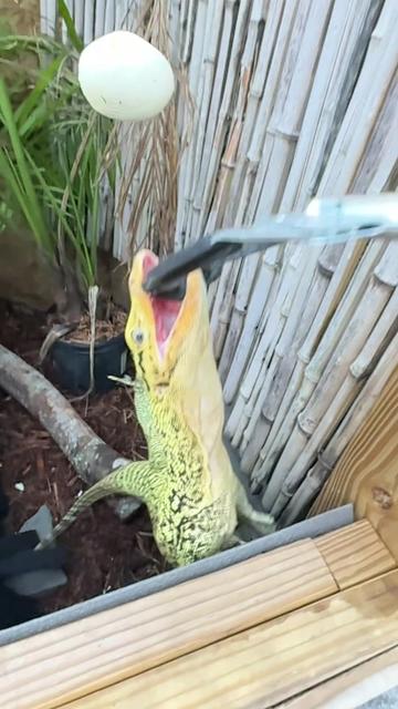 @Tommys_reptiles