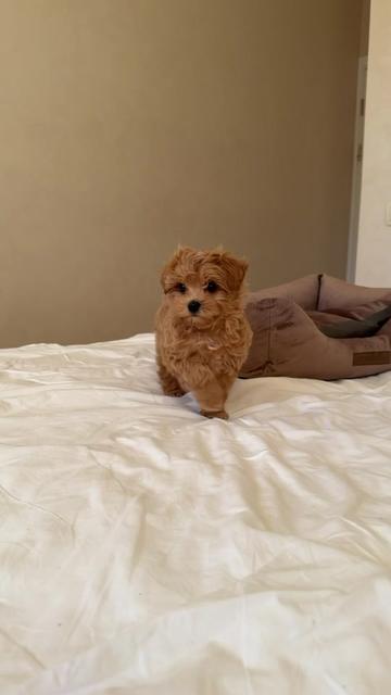 @Maltipoo Puppy Place