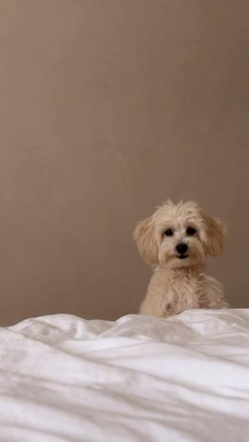 @Maltipoo Puppy Place