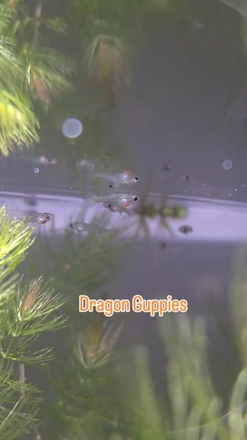 @Schalkx.Aquatics
