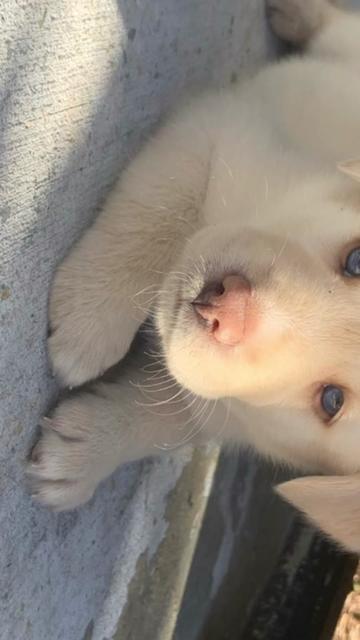 @Simba 🐾💙