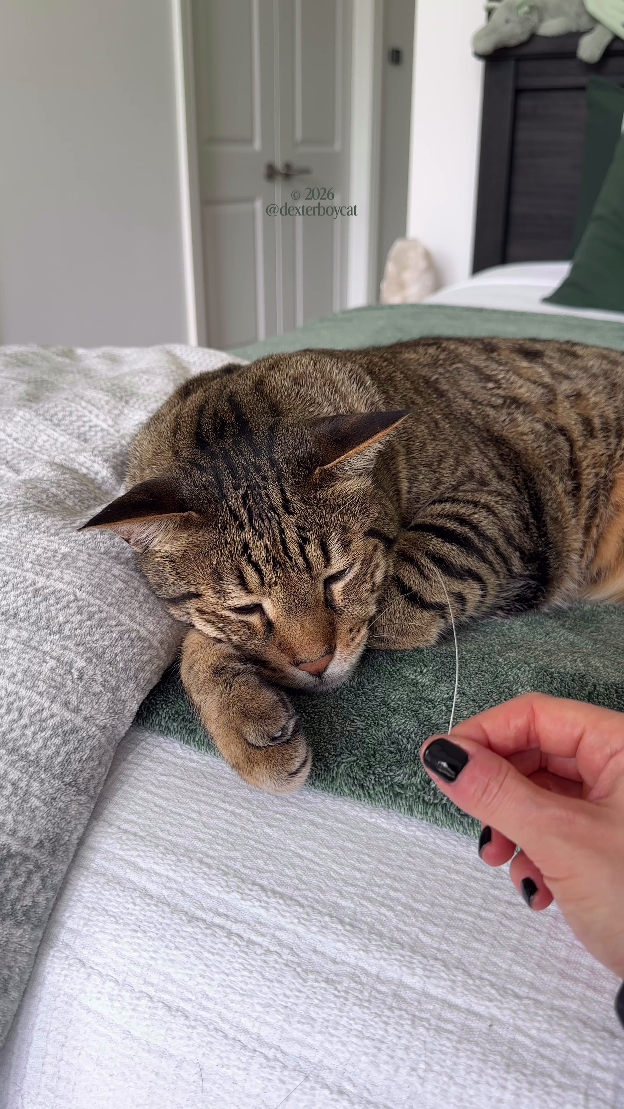 @dexterboycat 🐆&hearts;️