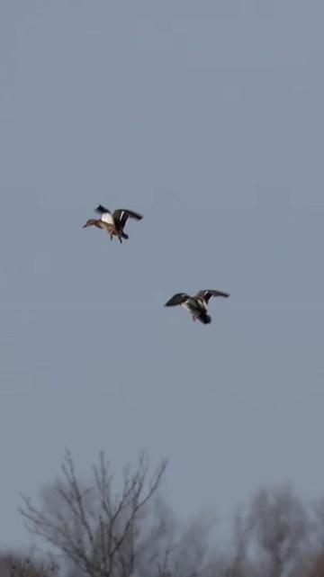 @Birdbath Waterfowl🦆