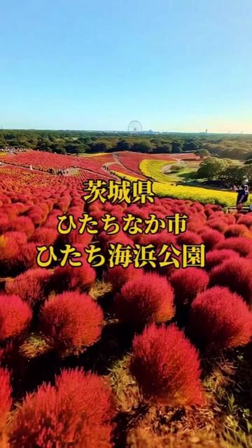 @🌸Shinomin🌸