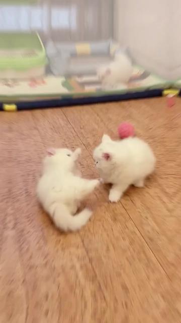 @pet home