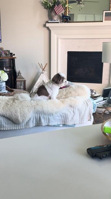 @My_4_Yorkies