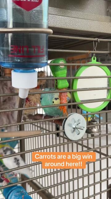 @The budgie trio