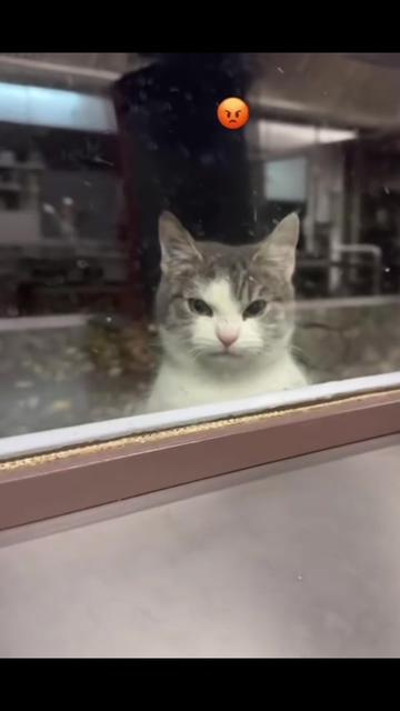 @Random Cat Stuff