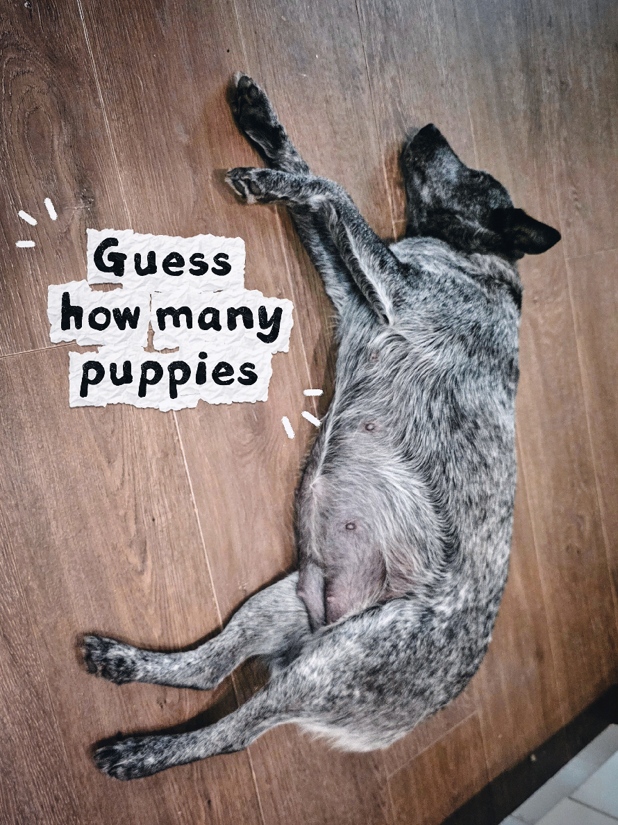 @HEELER GANG