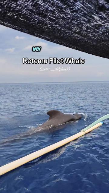 @๐๐ค๐ซ๐๐ฃ๐_๐๐ค๐ก๐ฅ๐๐๐ฃ35