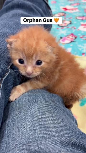 @kloutkittens