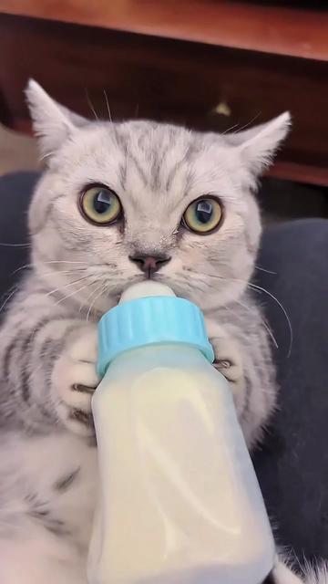 @pet home