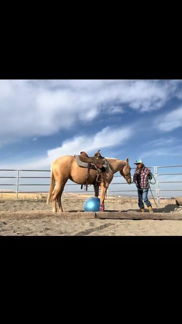 @Cowgirl Tuff Colt Training ❤️