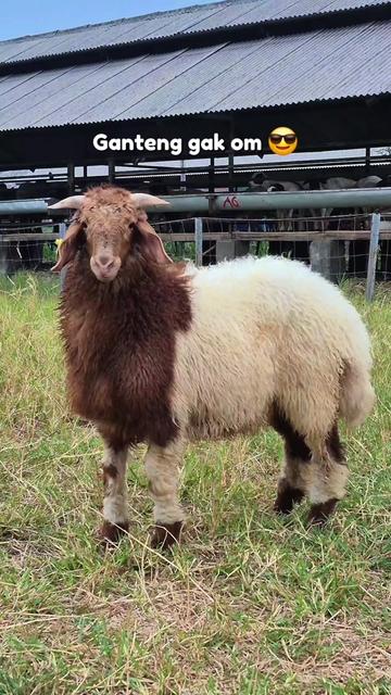 @Kambing Burja Official