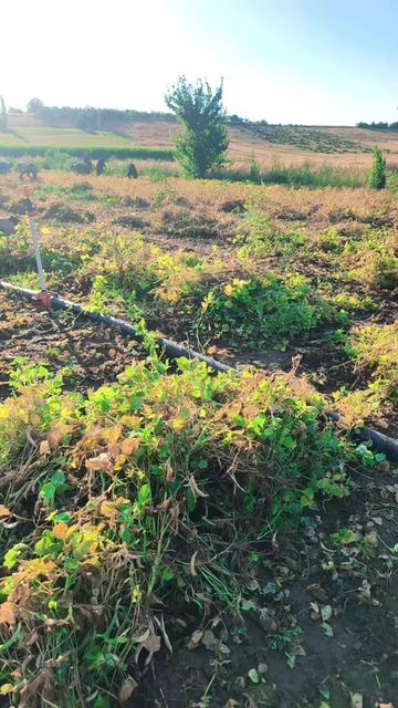 @mahmut çavuş