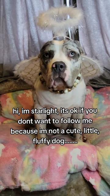 @kirsty+starlight the xl bully
