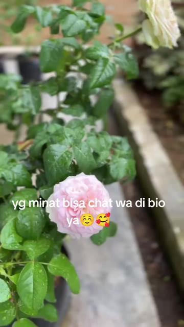 @Prasetya