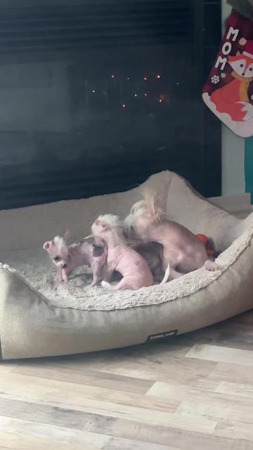@Chinese Crested Cuties