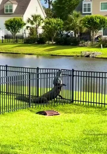 @animalsgonewildd