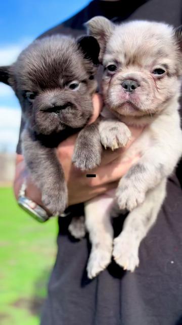 @TheFrenchieShop