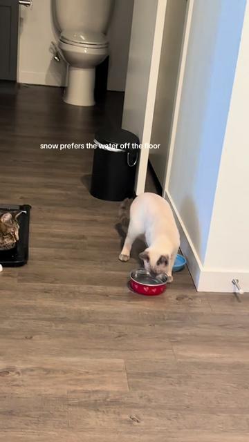 @cleochanelthebengal