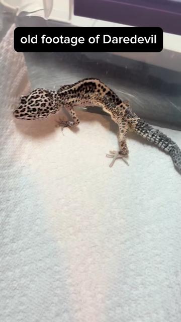 @BeWild Reptile Rescue