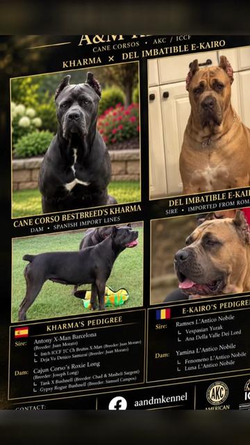 @AandMCaneCorsos